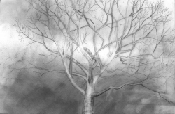 graphite on vellum, 11x14", 2010