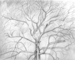 graphite on vellum, 7.5x9.5", 2010